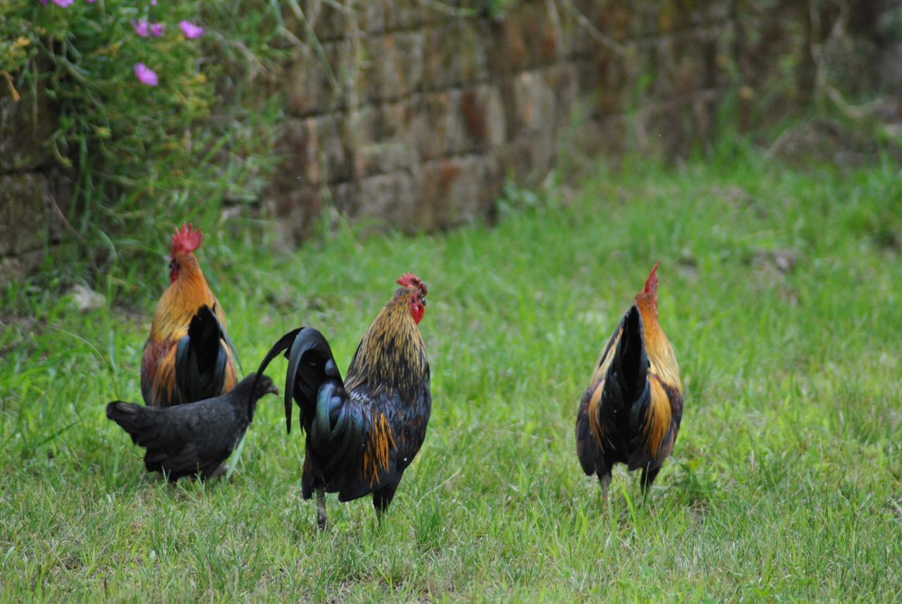 Agriturismo La Sforzata Collegno Ngoại thất bức ảnh